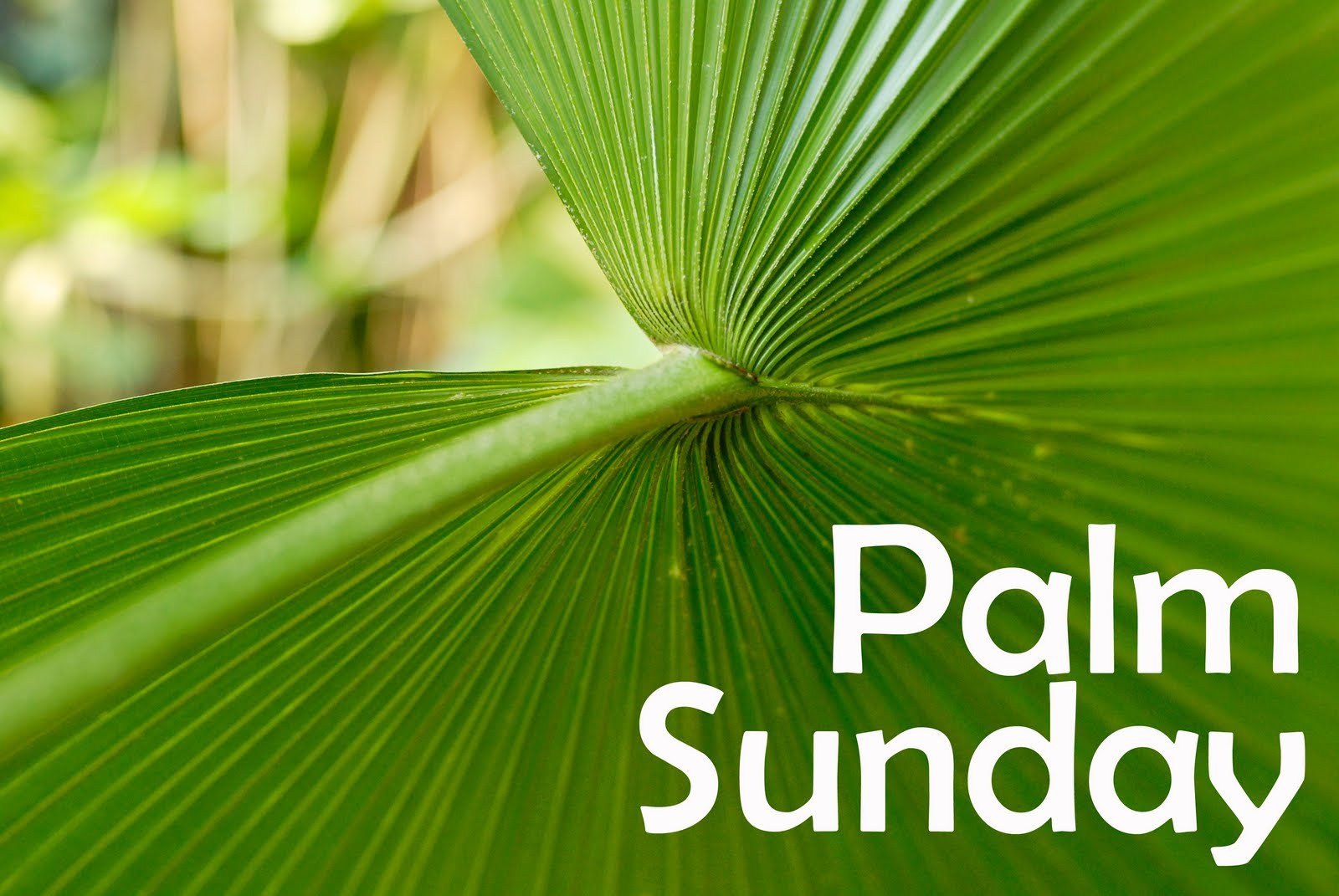 palm-sunday-leaves-3