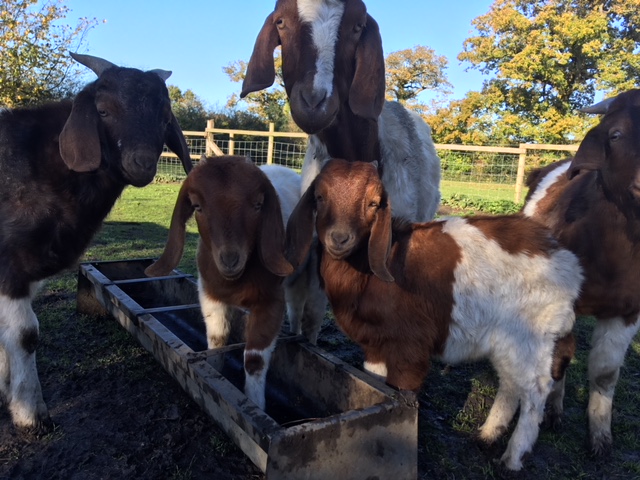 Bring your pets to Church@4 this&nbsp;Sunday